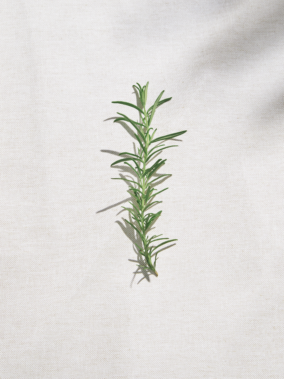 Rosemary